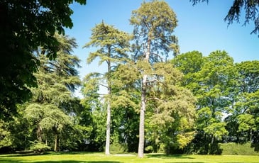 Le parc du Château de Ray-sur-Saône et ses détails